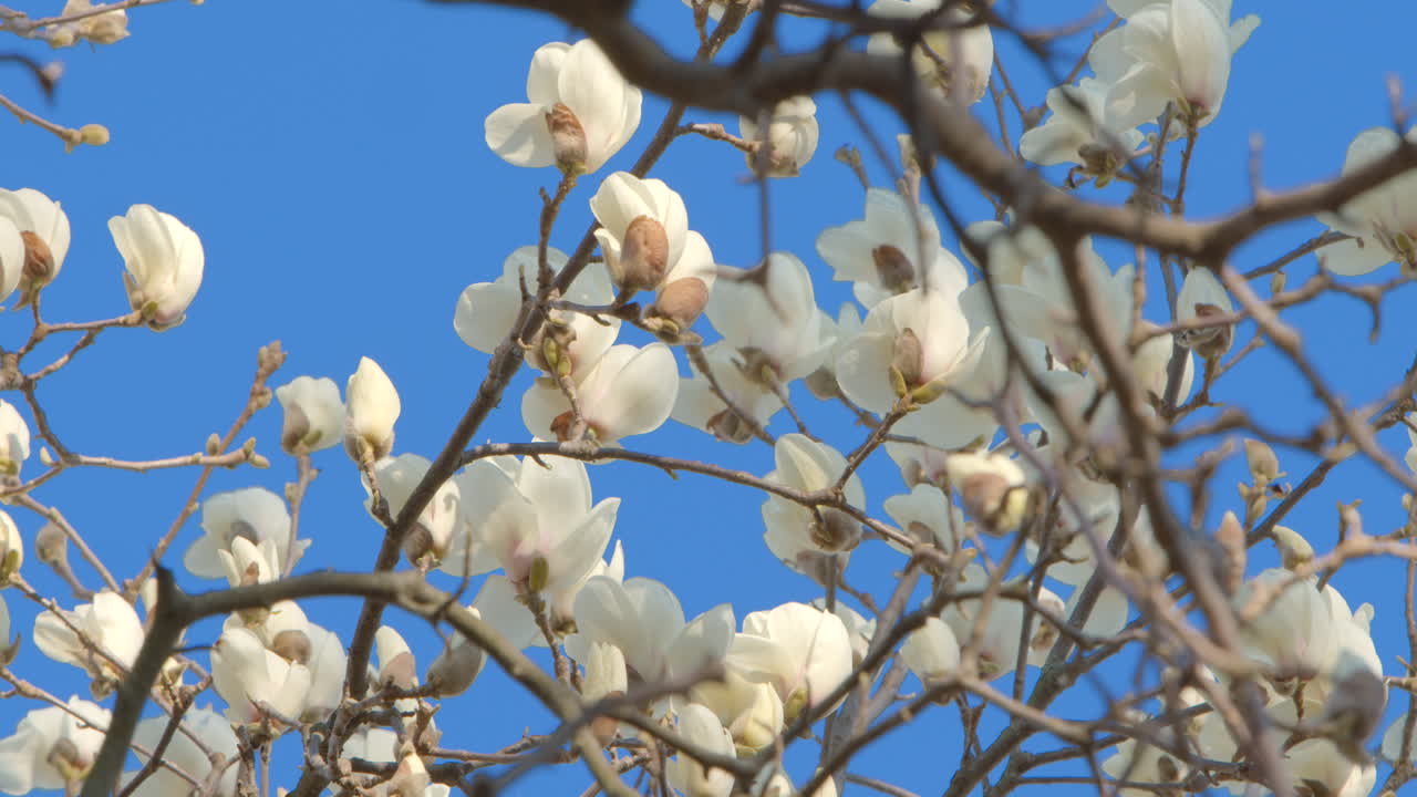 flores de magnolia blanca contra el cielo azul