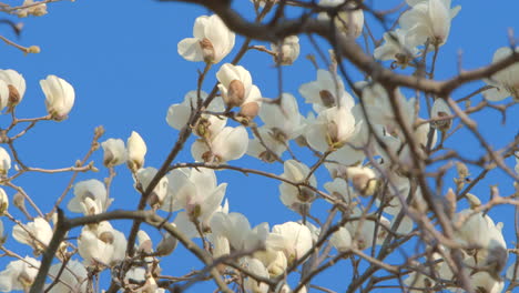 white magnolia flowers against the blue sky