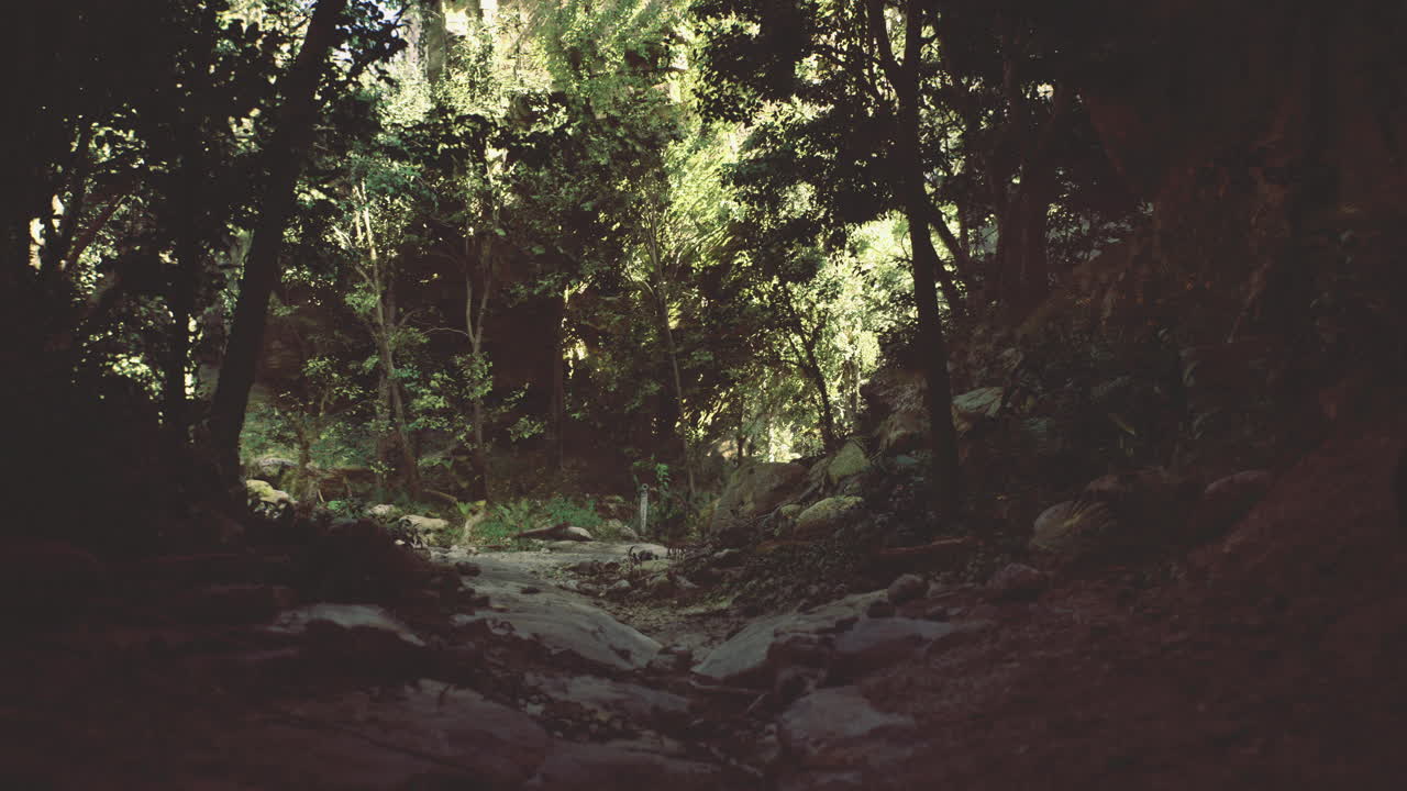 Sentiero attraverso una foresta lussureggiante che cattura la luce naturale a mezzogiorno