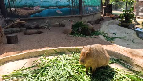 capybara enjoying food in a zoo enclosure