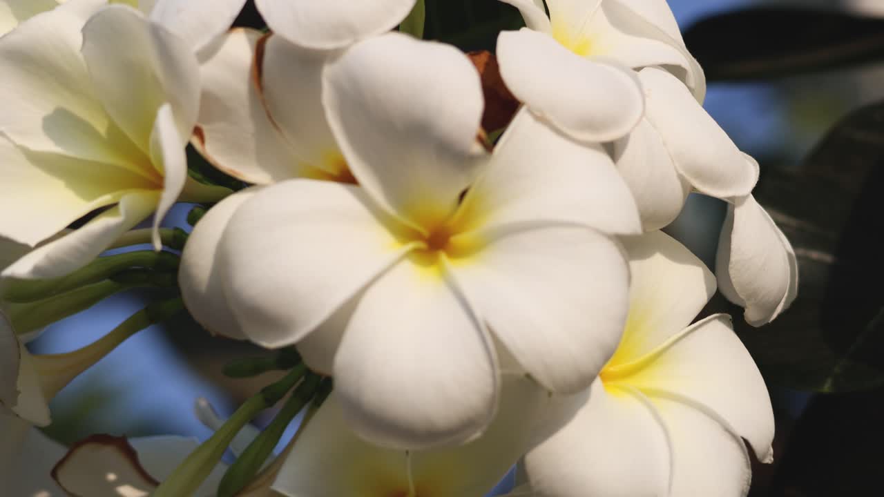 primer plano de las flores blancas de plumeria en la luz natural