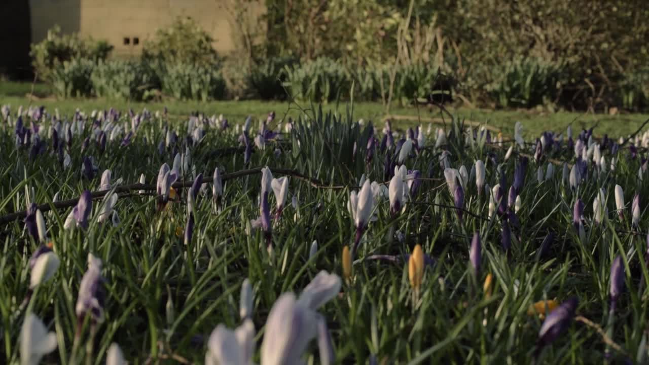 Field of Crocus flowers in Springtime garden