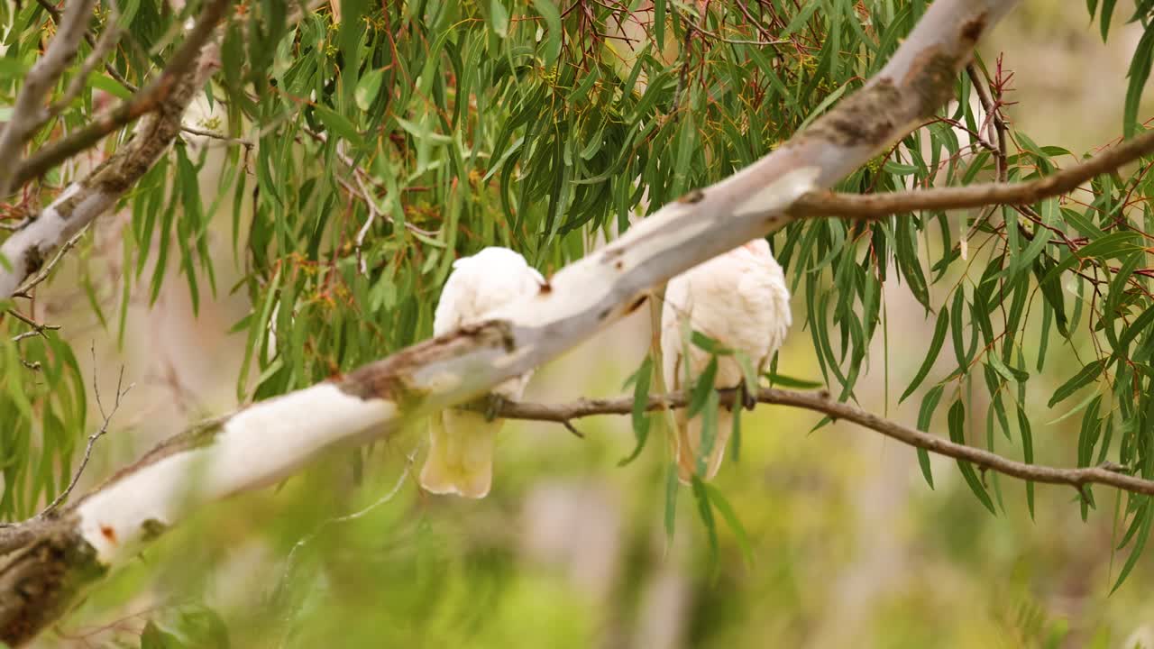 A long-billed corella perched on a eucalyptus branch in Geelong, Australia. Natural lighting highlights the bird's white plumage