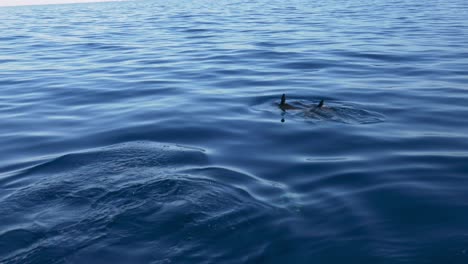 los delfines en el océano