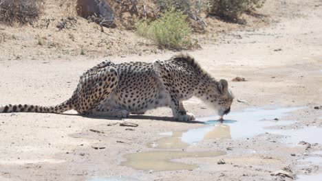 Guepardo-Bebiendo-En-Charcos-De-Agua-En-El-Desierto-Cerca-Del-Cabo-Occidental,-Sudáfrica