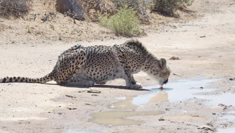 guepardo bebiendo en charcos de agua en el desierto cerca del cabo occidental, sudáfrica