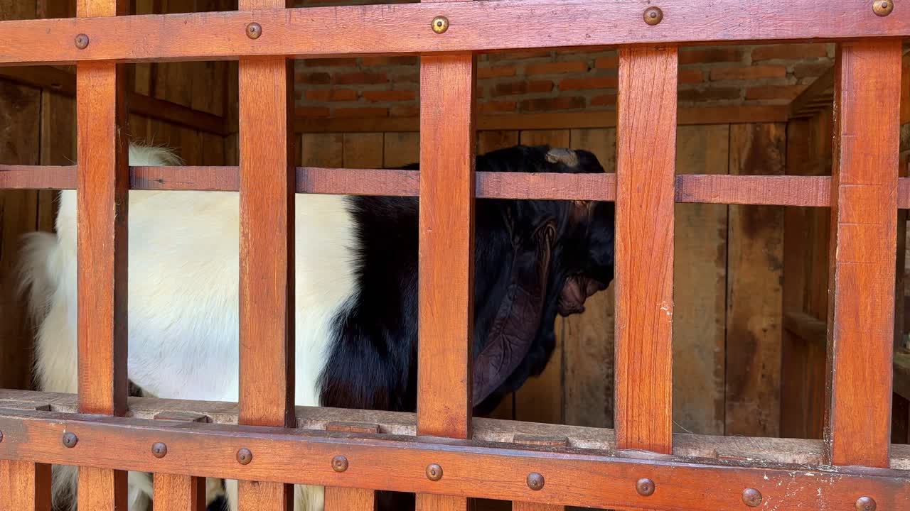 cabra etawa en el establo de la granja