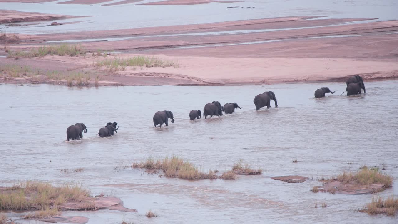 African elephant herd wading in shallow river stream while crossing it