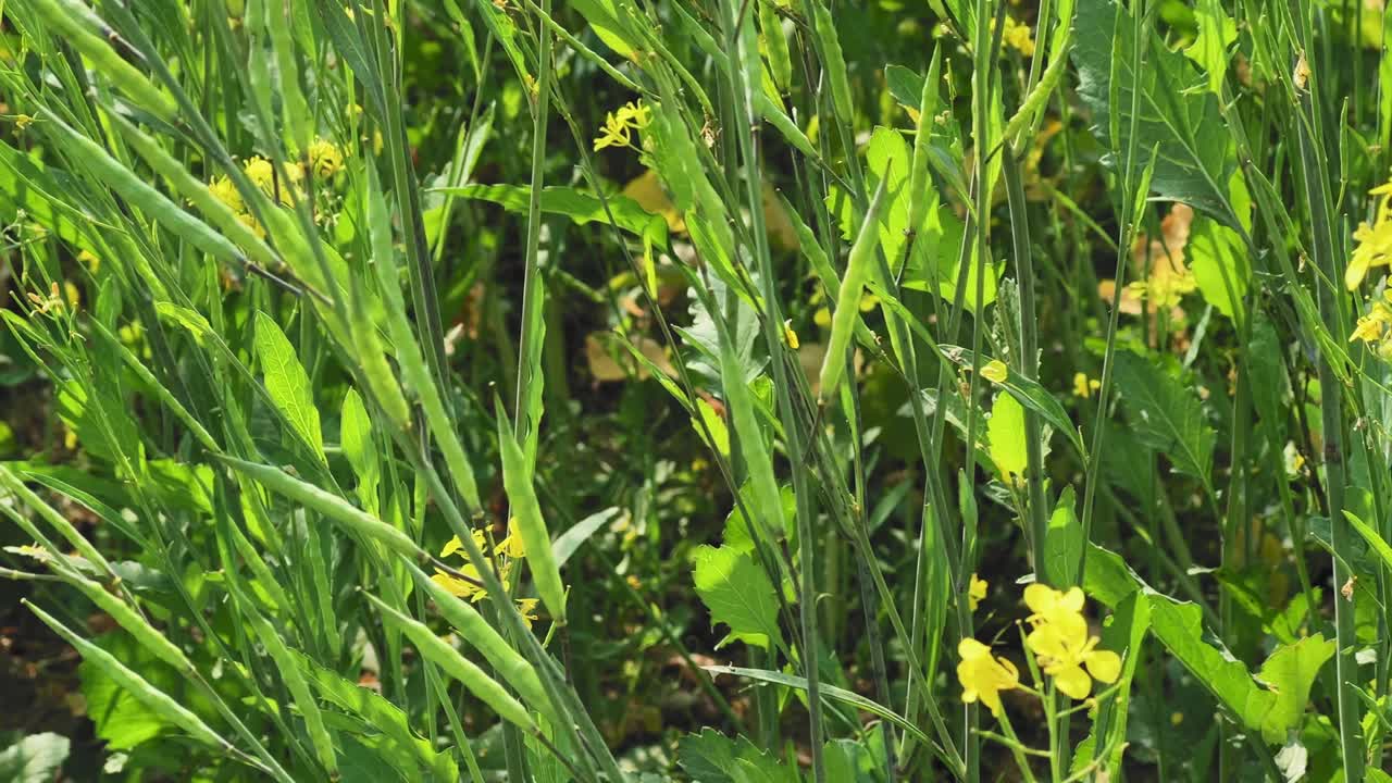 Slender mustard plants with yellow flowers and seed pods gently swaying in breeze, dense green stems filling the frame under bright daylight in active farmland scene warm