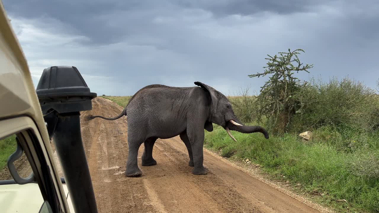 사파리 차량 앞에 도로 한가운데 서 있는 아프리카 덤불 코끼리 (loxodonta africana) - 세렌게티 국립공원, 탄자니아