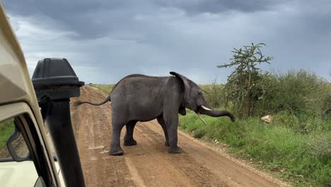 elefante de matorral africano (loxodonta africana) de pie en medio de la carretera frente a un vehículo de safari. parque nacional serengeti, tanzania.