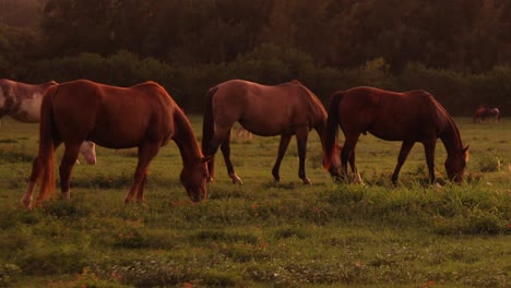 still shot of a group of large horses grazing and feeding on the lush green grass on a ranch in hawaii