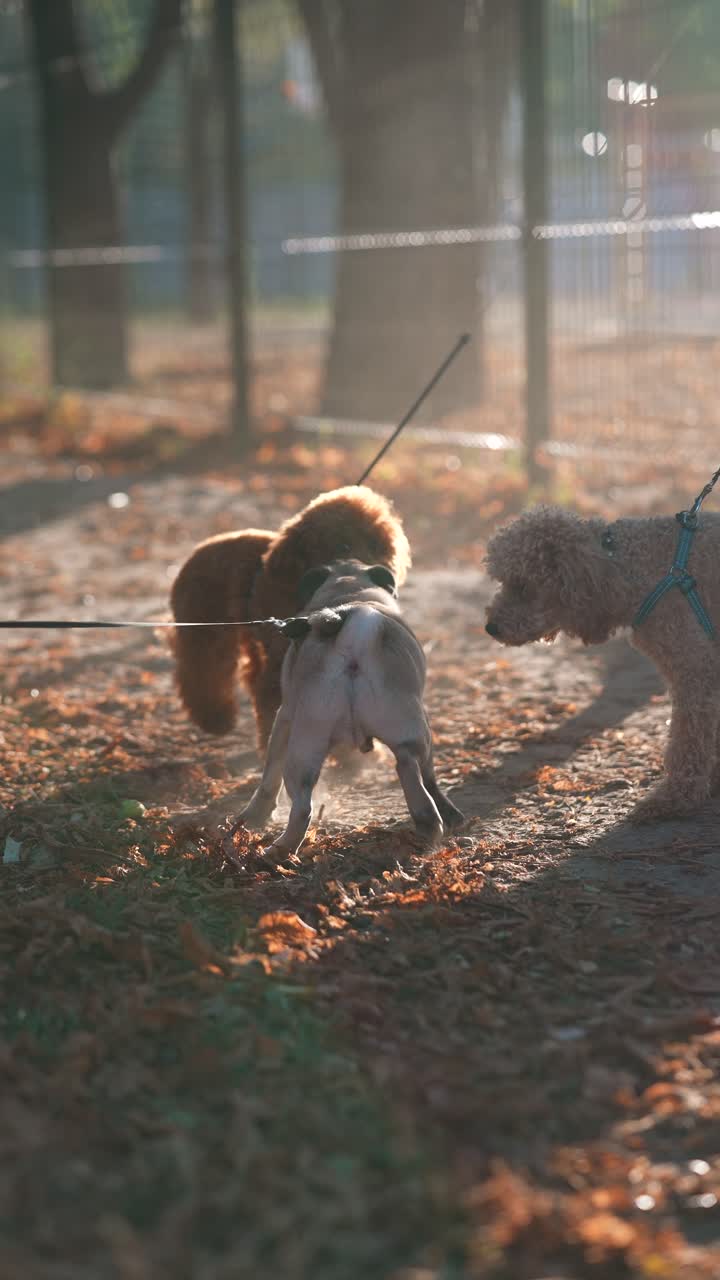 가을 날 공원에서 놀고 있는 개들