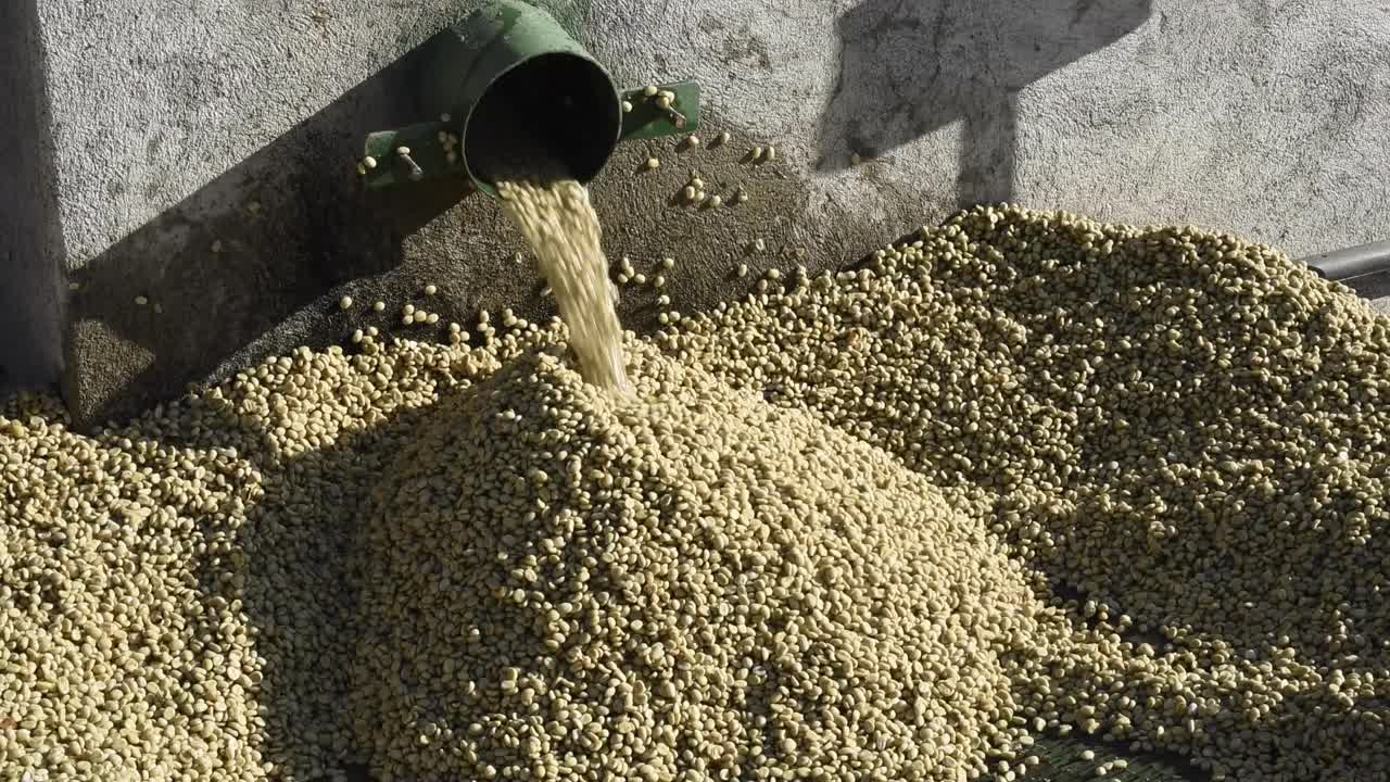 granos de café crudos lavados que salen del canal de limpieza