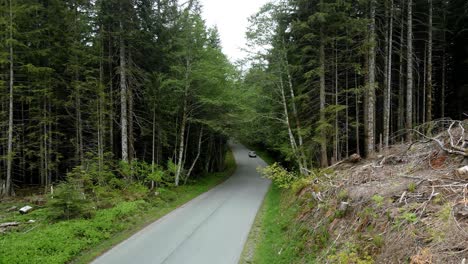 A-lone-SUV-dives-away-into-a-dark-dense-treeline-of-evergreen-forest,-aerial