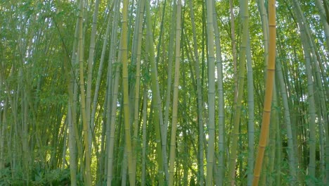 스페인 코스타브라바에 있는 블레네스 식물원 (blanes botanical garden) 에 있는 대나무.