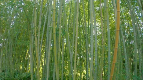 bamboo cane in the botanical garden of blanes in costa brava spain europe