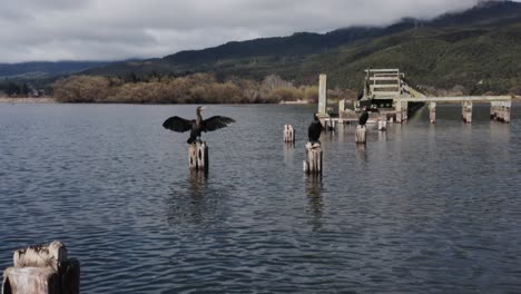 black shag on wooden pole in water drying and warming its wings, animal behavior