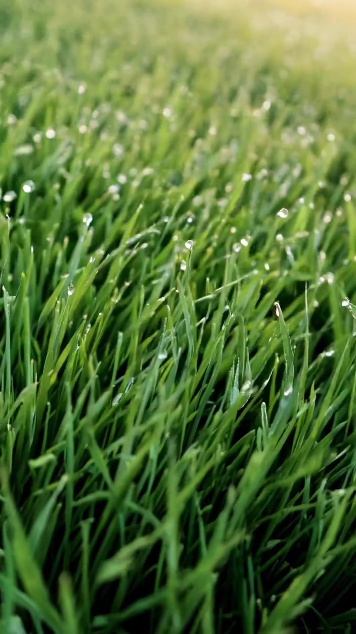Cadute di rugiada sull'erba verde fresca alla luce del sole mattutino