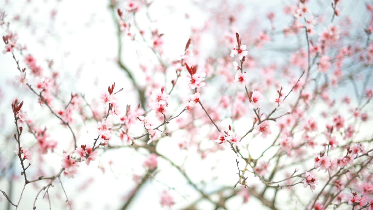 風に吹かれて揺れる、ピンク色の花が咲いた木の枝のクローズアップ