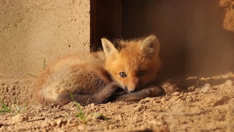 an american red fox cub curled up on the floor near an urban structure as it falls asleep