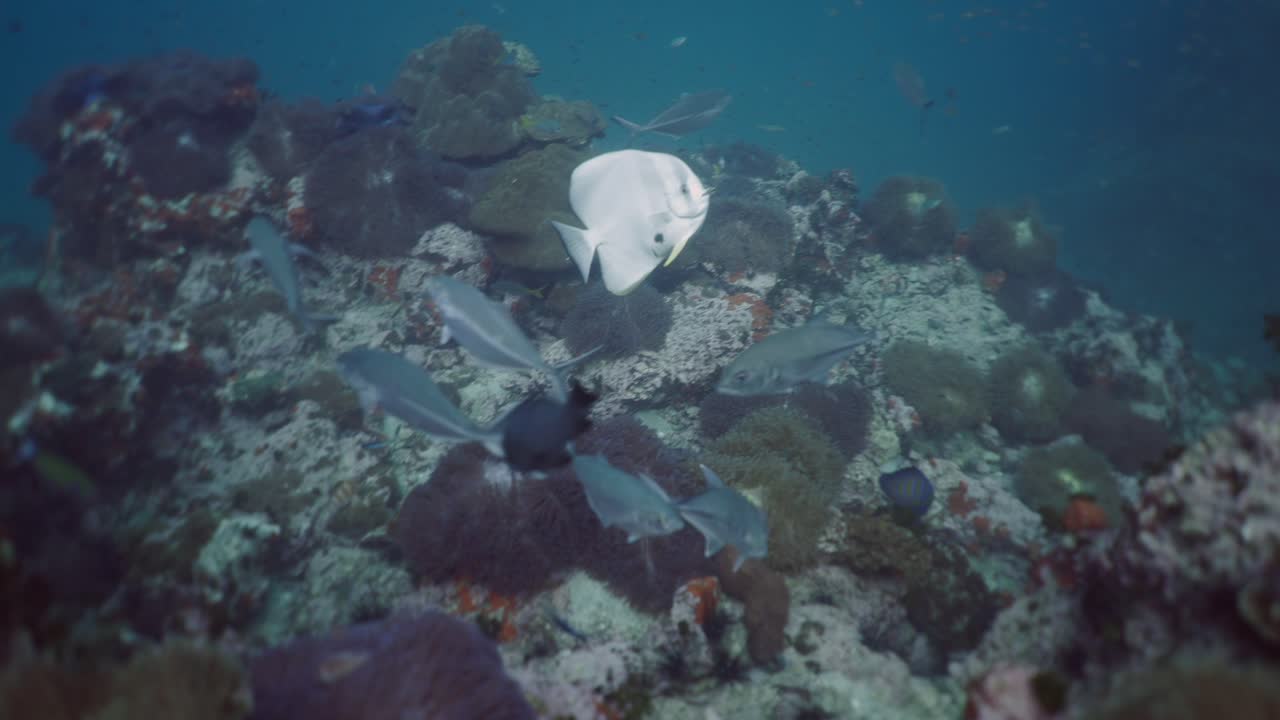 Vibrant Marine Life on a Coral Reef with Various Fish