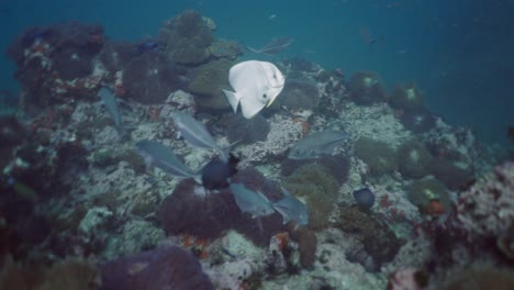 vibrant marine life on a coral reef with various fish