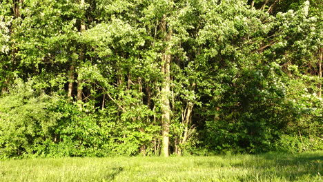 the trees on the edge of the forest blowing in the wind