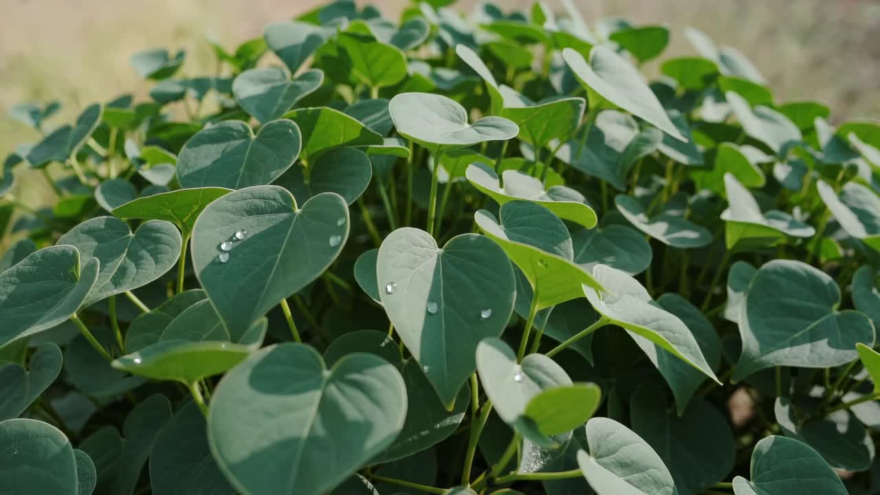 Close-up video of lush green leaves with dewdrops, captured from a low angle, showcasing nature's