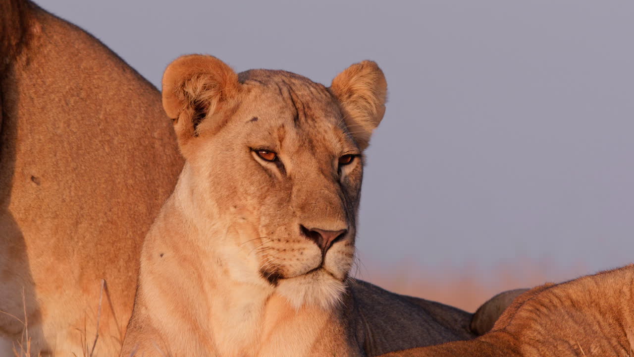 Close up of a lions' head scanning the savannah while resting