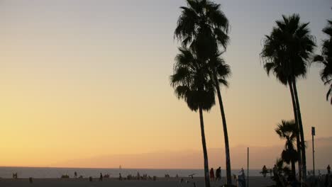 palmeras en la playa de venecia al atardecer