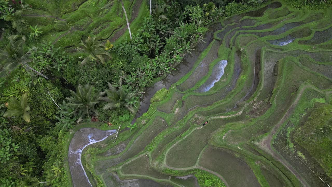 lento sobrevuelo de terrazas de arroz inundadas en la exuberante vegetación de la selva tropical