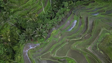 slow flyover of flooded rice terraces in lush tropical jungle greenery