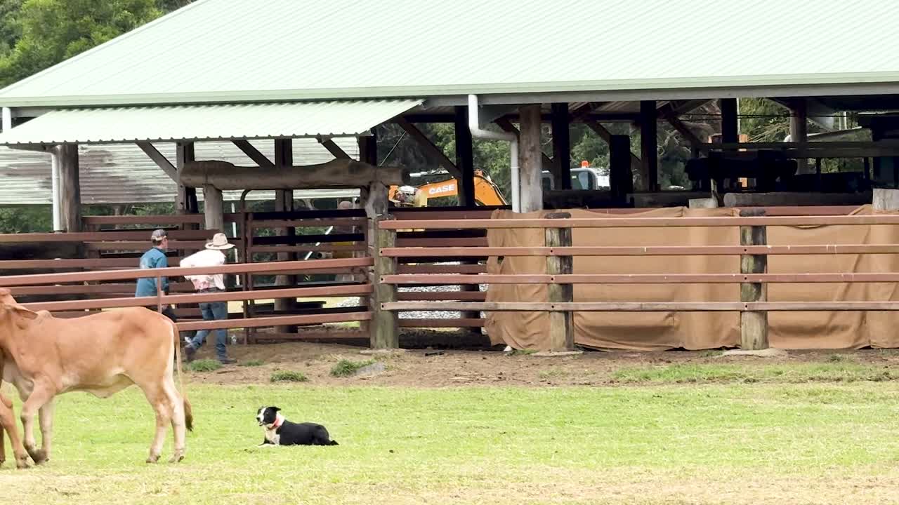 Un cane da pastore bianco e nero gestisce bovini marroni in un'arena erbosa accanto a edifici agricoli