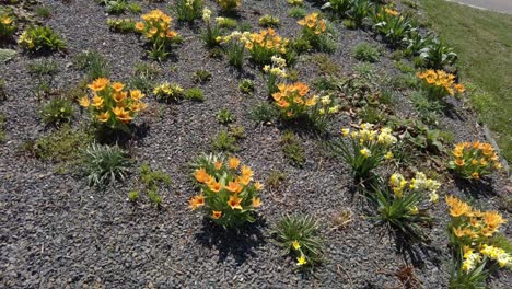 a flowerbed of yellow blooming flowers in the olomouc park in the czech republic