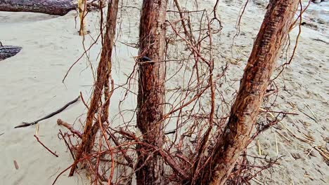 scenic beach with two large trees with bare branches, positioned in the centre of the frame