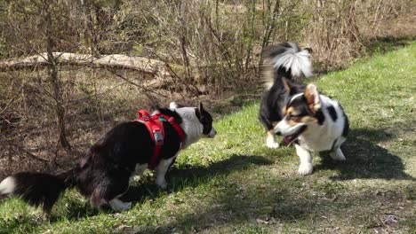 Perro-Paseando-En-El-Parque