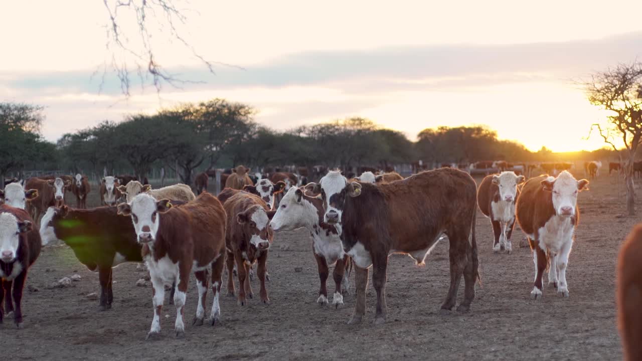 rebaño de vacas pastando en un campo al atardecer en cámara lenta, escena rural tranquila