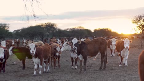 herd of cows grazing in a field at sunset in slow motion, tranquil rural scene