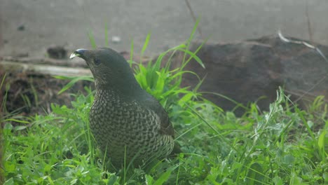 satin bowerbird female eating grass daytime australia, victoria, maffra, gippsland close up