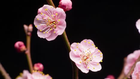 a close-up exploration of delicate pink blossom flowers in stunning detail against a dark background, highlighting nature's beauty and vibrancy