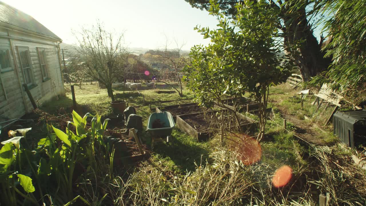 태양 플레어가 있는 농장 근처에서 슬로우 모션으로 함께 걷는 양 무리