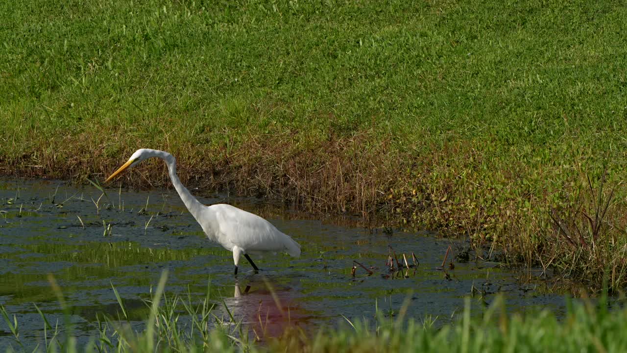 Duck and ducklings walk by a great egret
