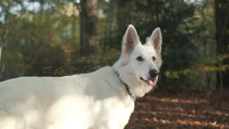 orbiting shot of suisse berger blanc dog in a forest during autumn