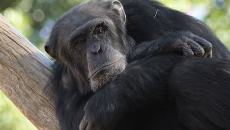 el chimpancé común descansando en un árbol - pan troglodytes