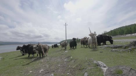 Dando-Vueltas-Alrededor-De-Una-Manada-De-Yacks-Mientras-Corren-A-Lo-Largo-De-Un-Lago-En-Cámara-Lenta-Mongolia