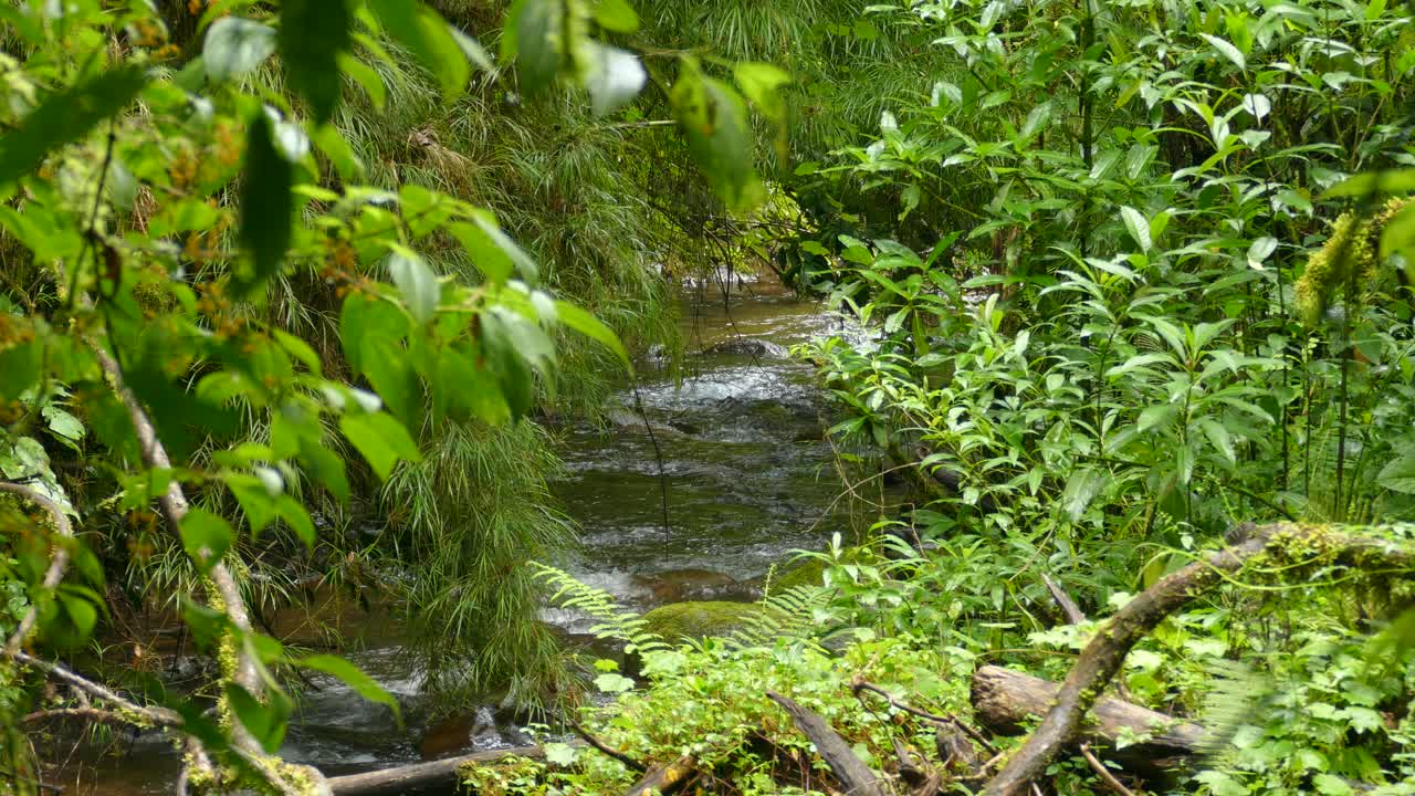 los rápidos del río fluyen río abajo en un hermoso entorno verde