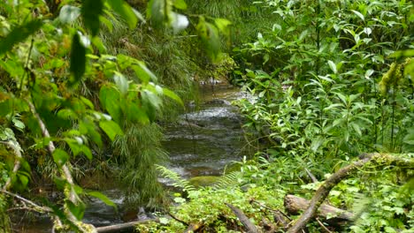 Los-Rápidos-Del-Río-Fluyen-Río-Abajo-En-Un-Hermoso-Entorno-Verde