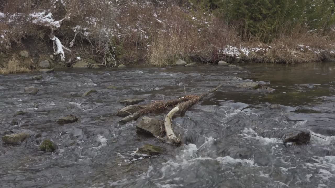 río de crédito que fluye y gorgotea en el bosque de invierno con rastros de nieve