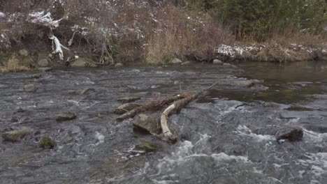 credito fiume che scorre e gorgoglia nella foresta invernale con tracce di neve